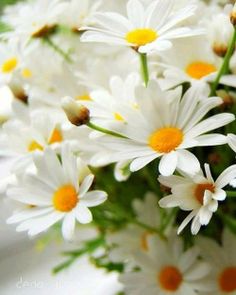 a bunch of white daisies in a vase with green stems and yellow center petals