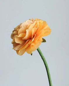 a single yellow flower with green stems in front of a gray background and blue sky