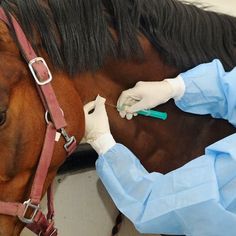 a woman in blue shirt and white gloves petting a brown horse