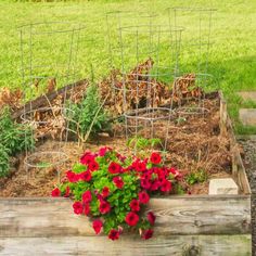 red flowers are growing in an old wooden box