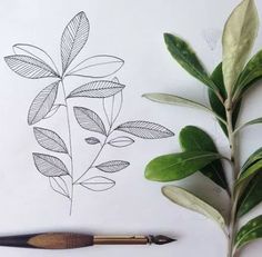 a drawing of leaves and a brush on a white paper with a black ink pen next to it