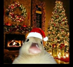 a white polar bear wearing a santa hat in front of christmas trees with lit candles