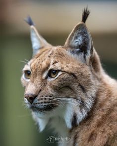 a close up of a cat's face looking at something in the distance with blurry background