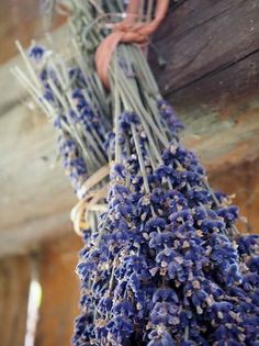 bunches of lavender hanging from the ceiling