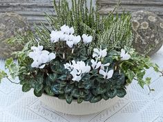 a potted plant sitting on top of a table next to some rocks and plants