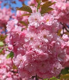 pink flowers blooming on the branches of trees