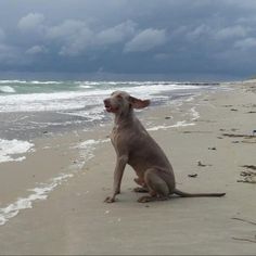 a dog is sitting on the beach with his mouth open