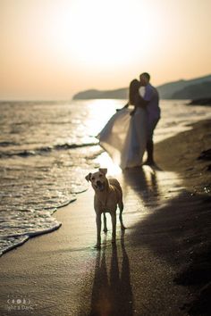 a dog standing on top of a beach next to the ocean with a bride and groom