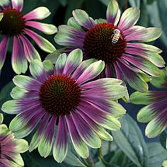 purple and green flowers with a bee on them