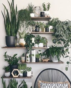 some plants are sitting on shelves near a chair and a wall mounted shelf with potted plants