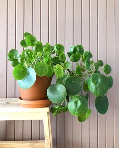 a potted plant sitting on top of a wooden table next to a wall with white paneling