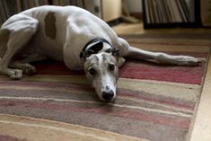 a white dog laying on top of a rug