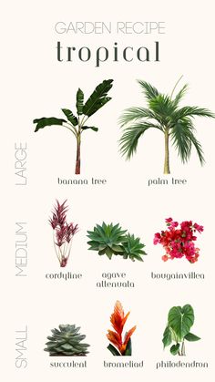 Small, medium and large tropical plants. Tropical plant ideas, tropical garden ideas, tropical gardening, outdoor pool landscaping Miami Inspired Decor, Miami Backyard Ideas, Poolside Plants, Bali Garden, Tropical Landscape Design, Florida Landscaping, Tropical Garden Design, Jungle Gardens