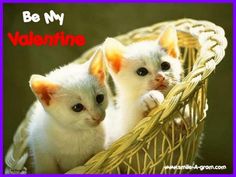 two white kittens sitting in a basket with one looking at the camera while another looks on