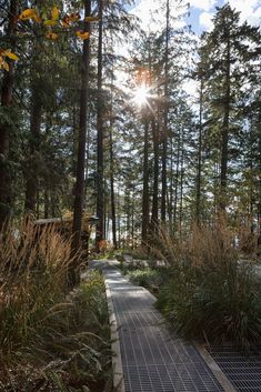 the sun shines brightly through the trees on this path