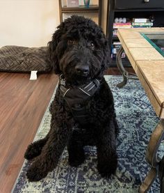 a black dog sitting on top of a rug