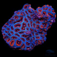 an orange and blue coral on a black background