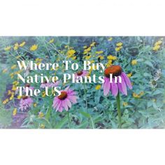 there is a sign that says where to buy native plants in the u s?