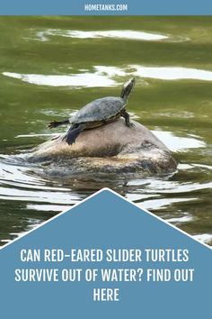 a turtle sitting on top of a rock in the water with text that reads, can red - faced slider turtles survive out of water? find out here