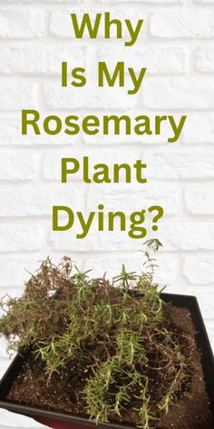 a plant in a tray with the words why is my rosemary plant dying? on it