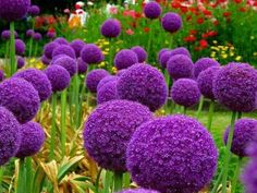 purple flowers are growing in the middle of a flower garden with many different colored flowers