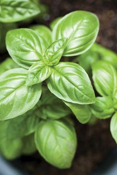 fresh basil leaves growing in a pot