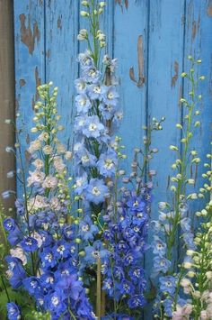 blue and white flowers in front of a wooden door