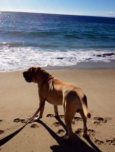 a brown dog standing on top of a sandy beach