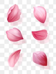 pink petals on a white background, flower, flowers, transparent png and psd