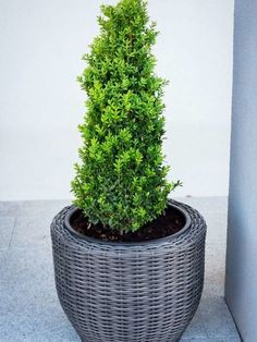 a potted plant sitting on top of a cement floor next to a building wall