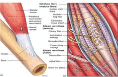 the muscles are labeled in this diagram