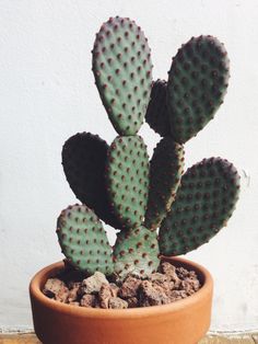 a small cactus in a brown pot on a wooden table next to a white wall