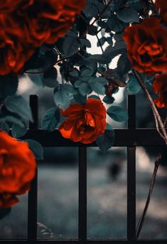 some red roses are growing on a fence