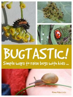 a book cover with pictures of bugs and plants on it's side, including ladybugs