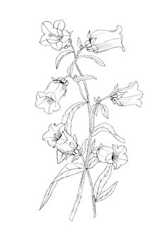 a black and white drawing of some flowers