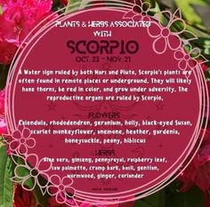 Scorpio Herbs And Flowers, Scorpio Plants, Herbs Of Scorpio, Herbs For Scorpio, Scorpio Herbs, Scorpio Party, Zodiac Spirituality, November Magick