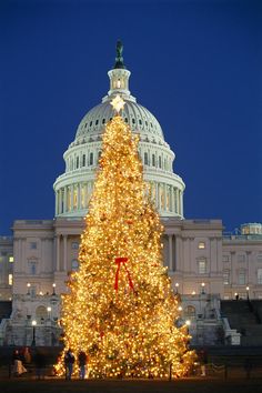 a large christmas tree in front of the capitol building