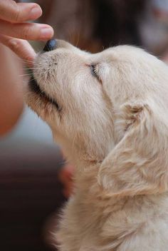 a small white dog is being fed by someone