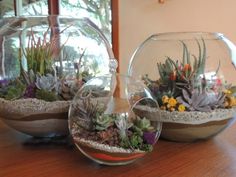 Workshop: Succulent Terrarium Workshop - The Floratory Succulents In Glass, Cactus Arrangement, Large Terrarium, Terrarium Centerpiece, Cactus Terrarium, Diy Succulent Terrarium, Succulent Bowls, Fish Bowls, Succulent Garden Indoor