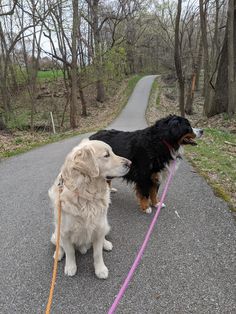 two dogs on leashes standing next to each other in the middle of a road