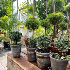 several potted plants on a table in a greenhouse