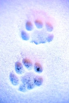 an animal paw prints in the snow