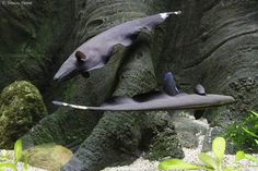 two fish swimming in an aquarium with rocks and plants around them on the water surface