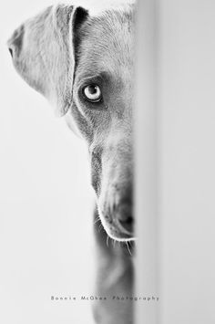 a black and white photo of a dog's face looking through a door frame