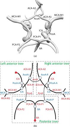 the diagram shows different types of muscles and their corresponding parts, including each one with an attached