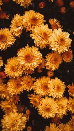 many yellow flowers are shown in this close up photo