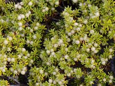 small white flowers growing on the side of a tree