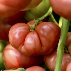 a close up view of some tomatoes and other vegetables, including one tomato on the vine