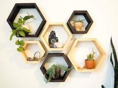 four hexagonal shelves with plants on them against a white wall in an office