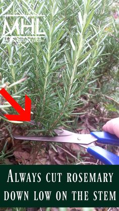 Growing Rosemary, Rosemary Plant, Garden Tattoo, Aesthetic Garden, Astuces Diy, Garden Aesthetic, Herbs Indoors, Home Vegetable Garden, Remodel Kitchen